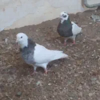 یه جفت طوقی دم تخم