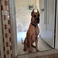 سگ گریت دین نر ۴ ساله|سگ|اهواز, کمپلو شمالی|دیوار