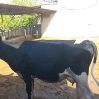 ۲ عدد گاو ابستن