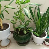 گل اپارتمانی