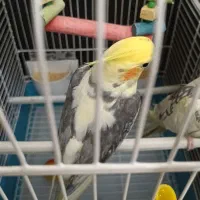 عروس هلندی نر مست|پرنده|فردیس, شهرک ناز|دیوار