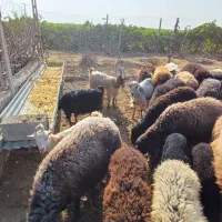 بز ماده و بزغاله چپش