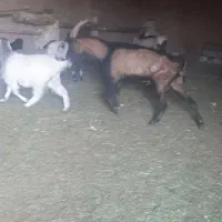 تکه مورسیاه درجه یک جوان|حیوانات مزرعه|تربت‌حیدریه, پائین ولایت|دیوار