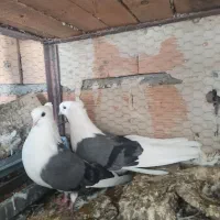 کبوتر پشتدار