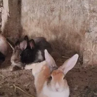 بچه خرگوش
