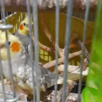 عروس هلندی جفت خورده|پرنده|صفادشت, |دیوار