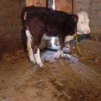 گاو سمینتال