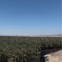 تامین‌کننده مستقیم خرمای مضافتی بم فروش جزئی وعمده