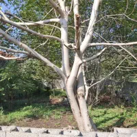 فروش زمین در جاده ماسال