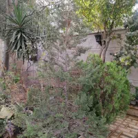 سرو لاوسون 3 متری