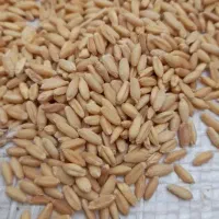 گندم بوجاری
