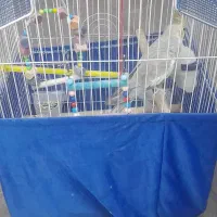 عروس هلندی همراه با وسایل