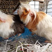 خوکچه هندی|موش و خرگوش|ارومیه, |دیوار