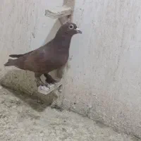 تاختی