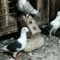3جفت نروماده کبوتر|پرنده|شیراز, آزادگان|دیوار
