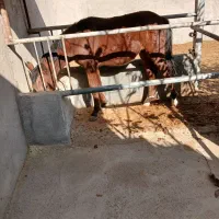 فروش اسب|اسب و تجهیزات اسب‌سواری|نیشابور, ریوند|دیوار