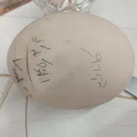 تخم شتر مرغ کانادایی