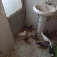 کبوتر
