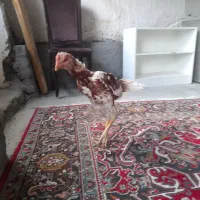 جوجه لاری ۵ماهه|حیوانات مزرعه|نوشین شهر, |دیوار