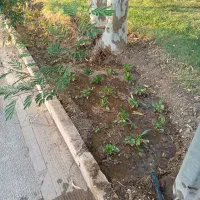 باغبانی|خدمات باغبانی و درختکاری|قم, هنرستان|دیوار