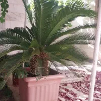 گل آپارتمانی سیکاس