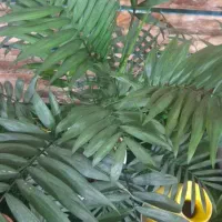 فروش دو عدد فیش حج عمره