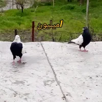 فروش کبوتر