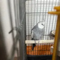 عروس هلندی سخنگو لوتینو