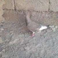کبوتر پلنگ نر