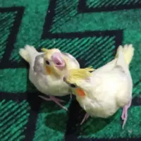 فروش یه جفت عروس هلندی|پرنده|شاهین دژ, |دیوار