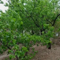 باغ ویلا در کهک روستای میم|فروش خانه و ویلا|قم, ولیعصر|دیوار