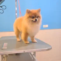 آرایشگر حیوانات خانگی