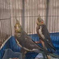 یک جفت عروس هلندی سخنگو