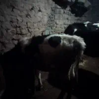 گوساله|حیوانات مزرعه|زرنه, |دیوار