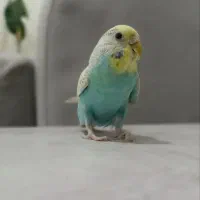 مرغ عشق و عروس هلندی دستی