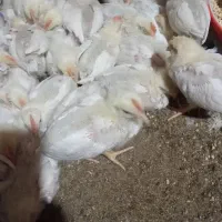 فروش جوجه گوشتی