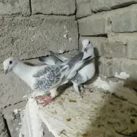 شامی افغان پابلند کت سیاه  اصیل