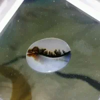 شجر مصور قائنات