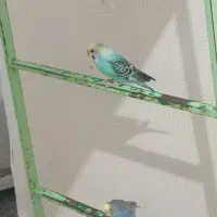 این پرنده گم شده