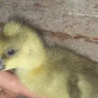 غاز و اردک اسرائیلی محلی|حیوانات مزرعه|رشت, علی آباد|دیوار