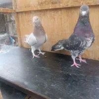 سرور‌پرشی|پرنده|ری, تقی آباد|دیوار