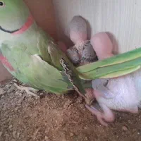 جوجه شاه طوطی|پرنده|ساوه, |دیوار