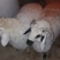 ۲بره نر و ماده بسیار چاق و چله|حیوانات مزرعه|زابل, |دیوار