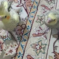 یک جفت عروس لندی