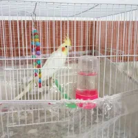 عروس هلندی لوتیتو ماده آماده جفت