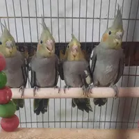 عروس هلندی تازه دونه خور شده|پرنده|مرودشت, ثبت احوال|دیوار