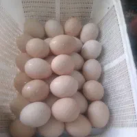 تخم محلی بفروش میرسد