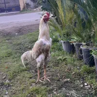 خروس لاری11 ماهه