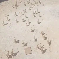 جوجه بقلمون