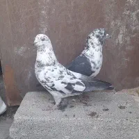 کبوتر پرشی|پرنده|اردبیل, |دیوار